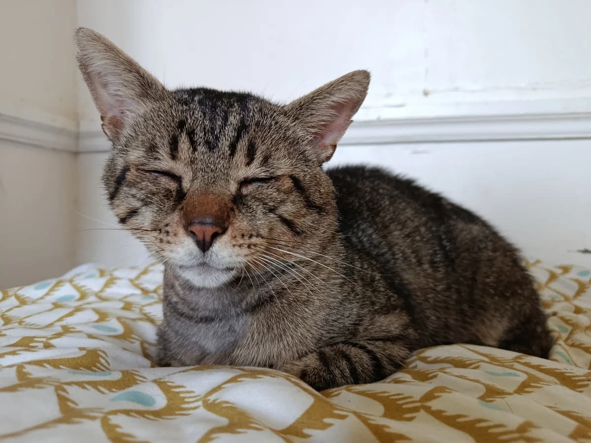 Sherlock, Mixed Breed (La Patte Normande)