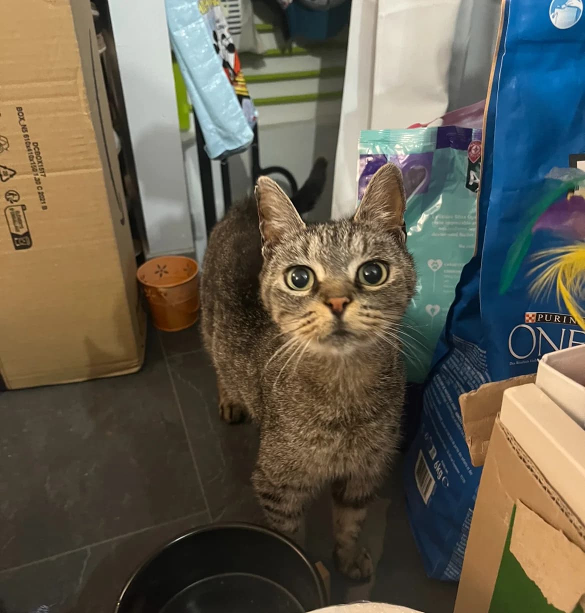 Mademoiselle,  7yo Mixed Breed for adoption at La Patte Normande, Bolleville