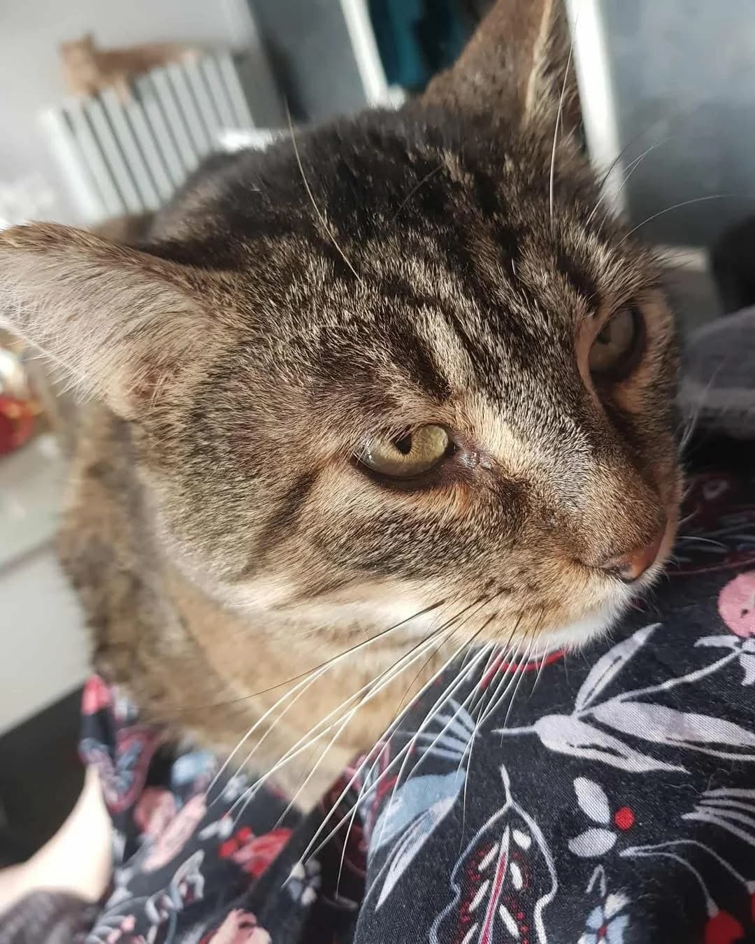Jimmy, Mixed Breed (La Patte Normande)
