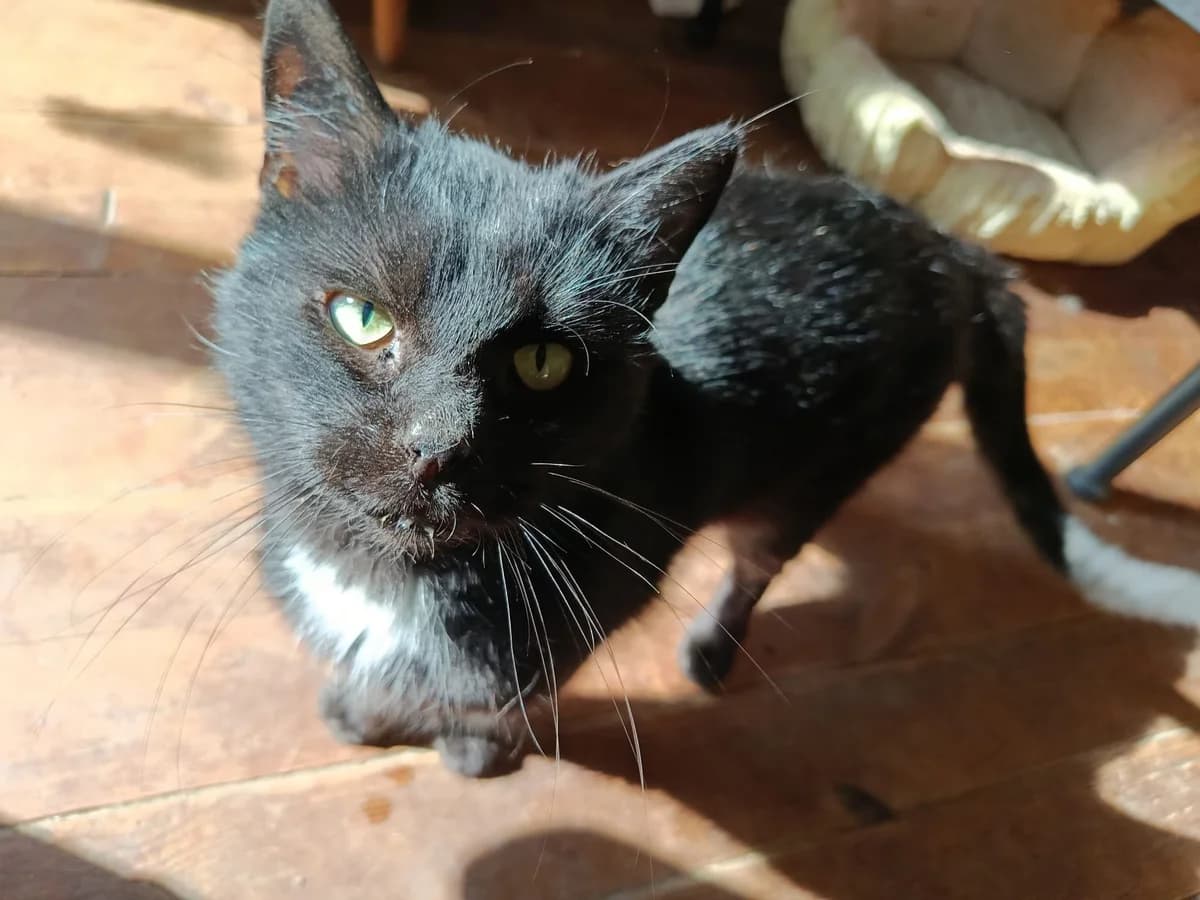 Charlot, Mixed Breed (La Patte Normande)