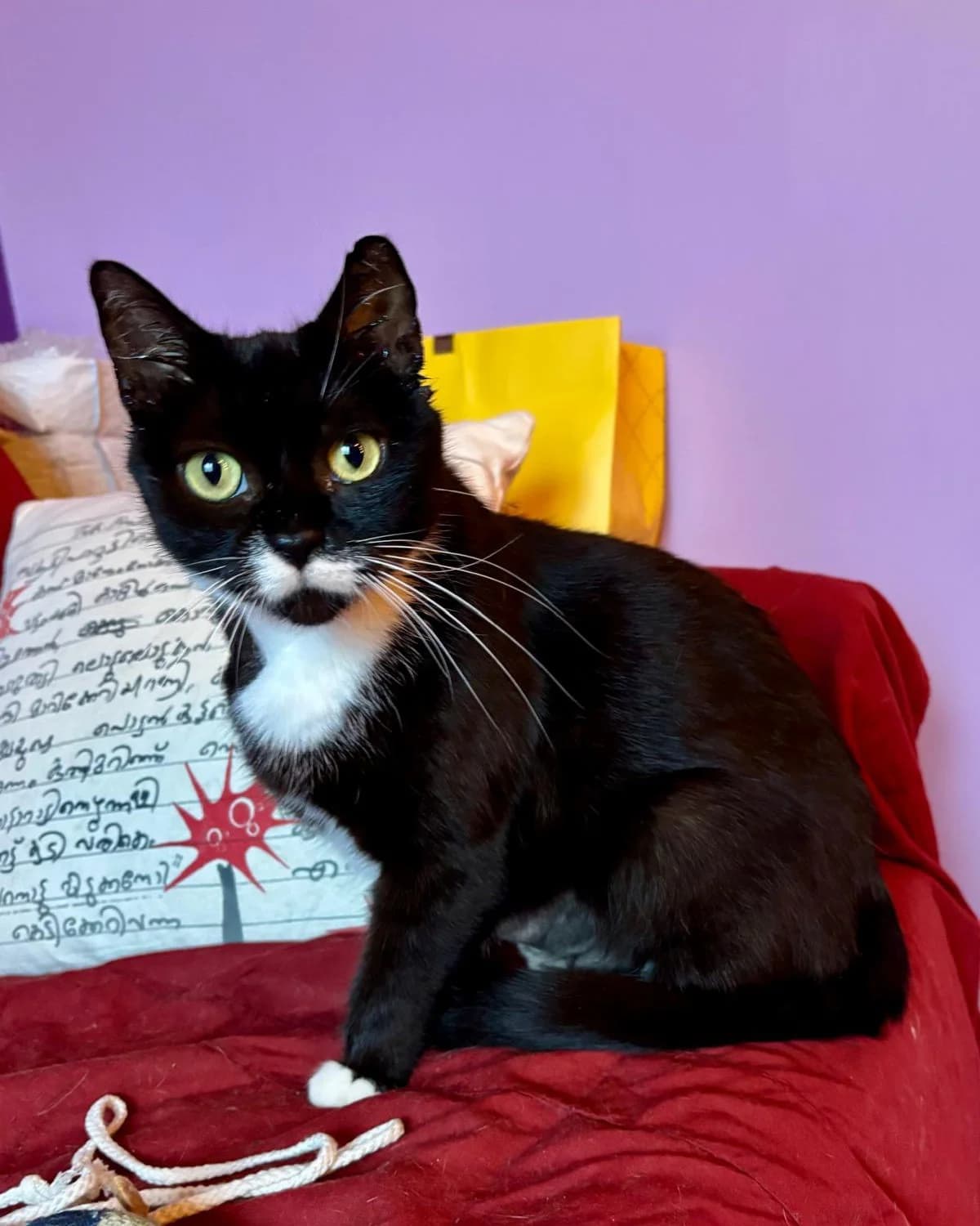 Maï, female 5yo Mixed Breed for adoption at La Patte Normande, Bolleville