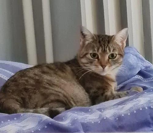 Doriane, female 6yo Mixed Breed for adoption at La Voie Féline, la voie feline