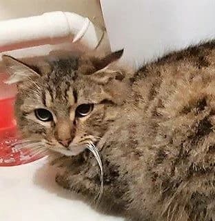 Jazzy, female 6yo Mixed Breed for adoption at La Voie Féline, la voie feline