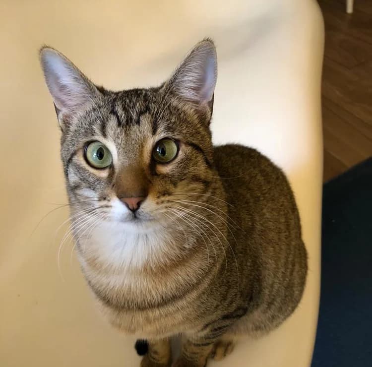 Minion, male 6yo Mixed Breed for adoption at La Voie Féline, la voie feline