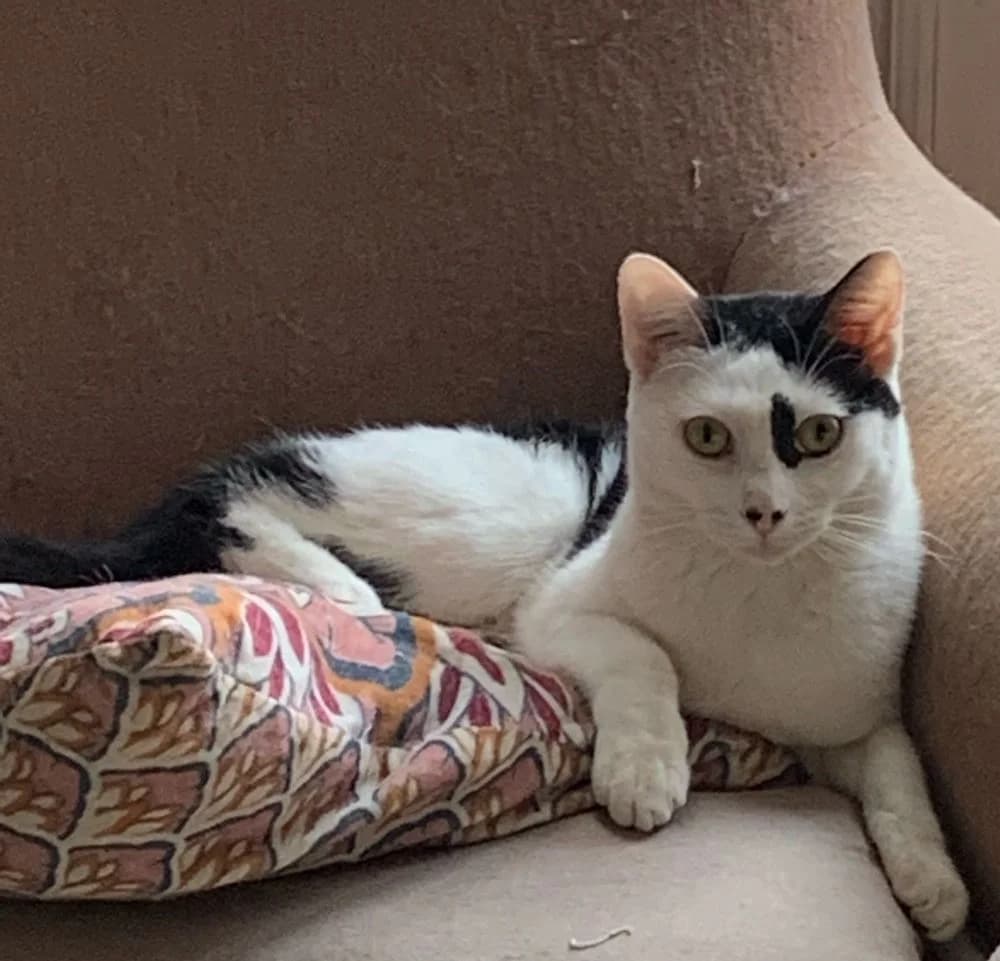 Eden, female 5yo Mixed Breed for adoption at La Voie Féline, la voie feline