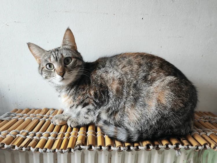 Bianca, female 4yo Mixed Breed for adoption at La Voie Féline, la voie feline