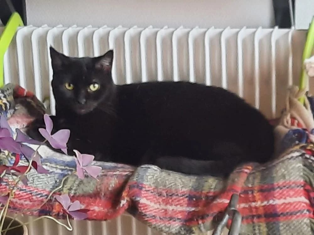 Louise, female 7yo Mixed Breed for adoption at La Voie Féline, la voie feline