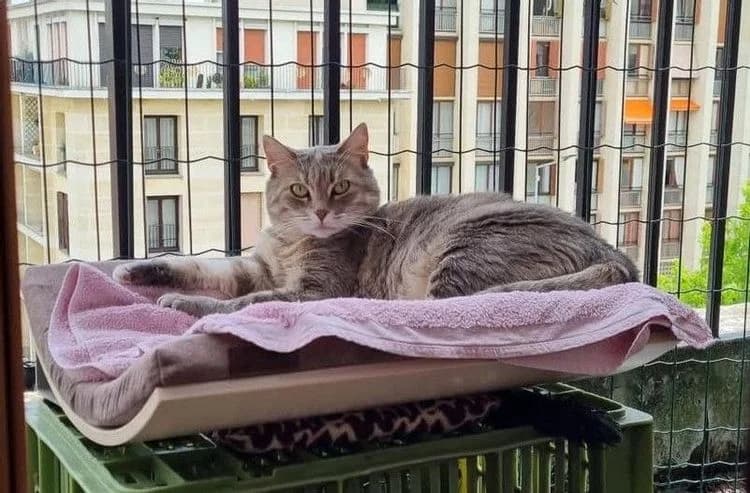 Paloma, female 7yo Mixed Breed for adoption at La Voie Féline, la voie feline