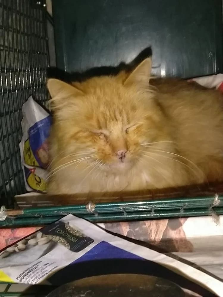 Harry, male senior Mixed Breed for adoption at La Voie Féline, la voie feline