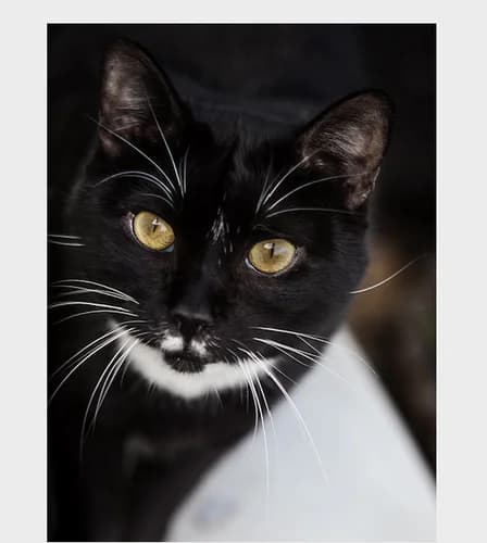 Lison, female senior Mixed Breed for adoption at La Voie Féline, la voie feline