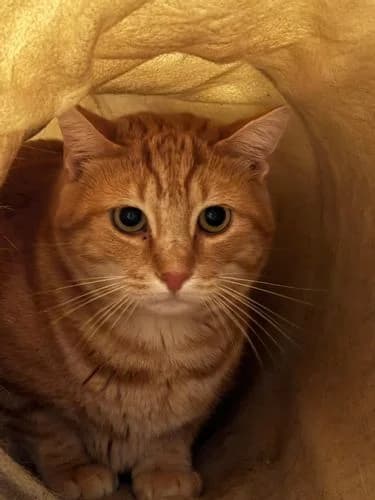 Harrys, male 4yo Mixed Breed for adoption at La Voie Féline, la voie feline