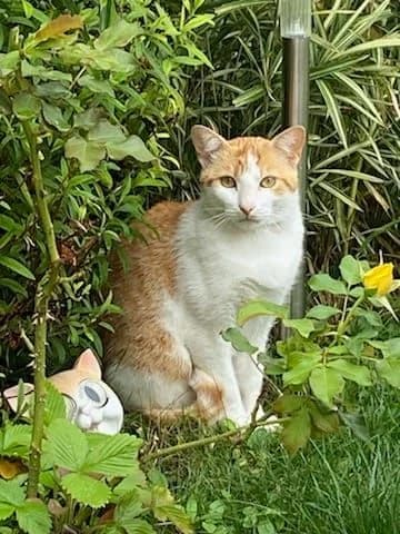 Mango, male 4yo Mixed Breed for adoption at La Voie Féline, la voie feline