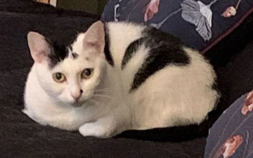 Gilda, female 6yo Mixed Breed for adoption at La Voie Féline, la voie feline