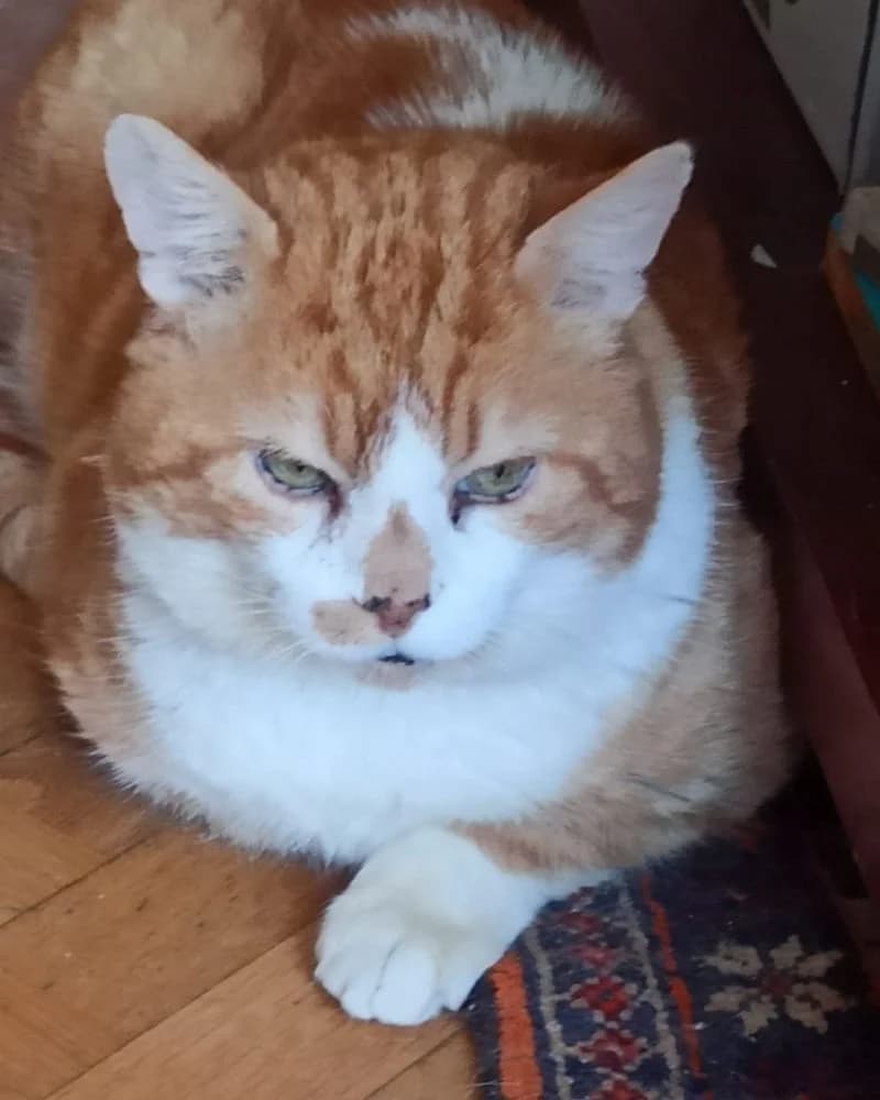 Toffee, male senior Mixed Breed for adoption at La Voie Féline, la voie feline