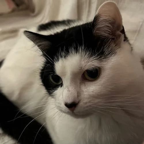 Naila, female 5yo Mixed Breed for adoption at La Voie Féline, la voie feline