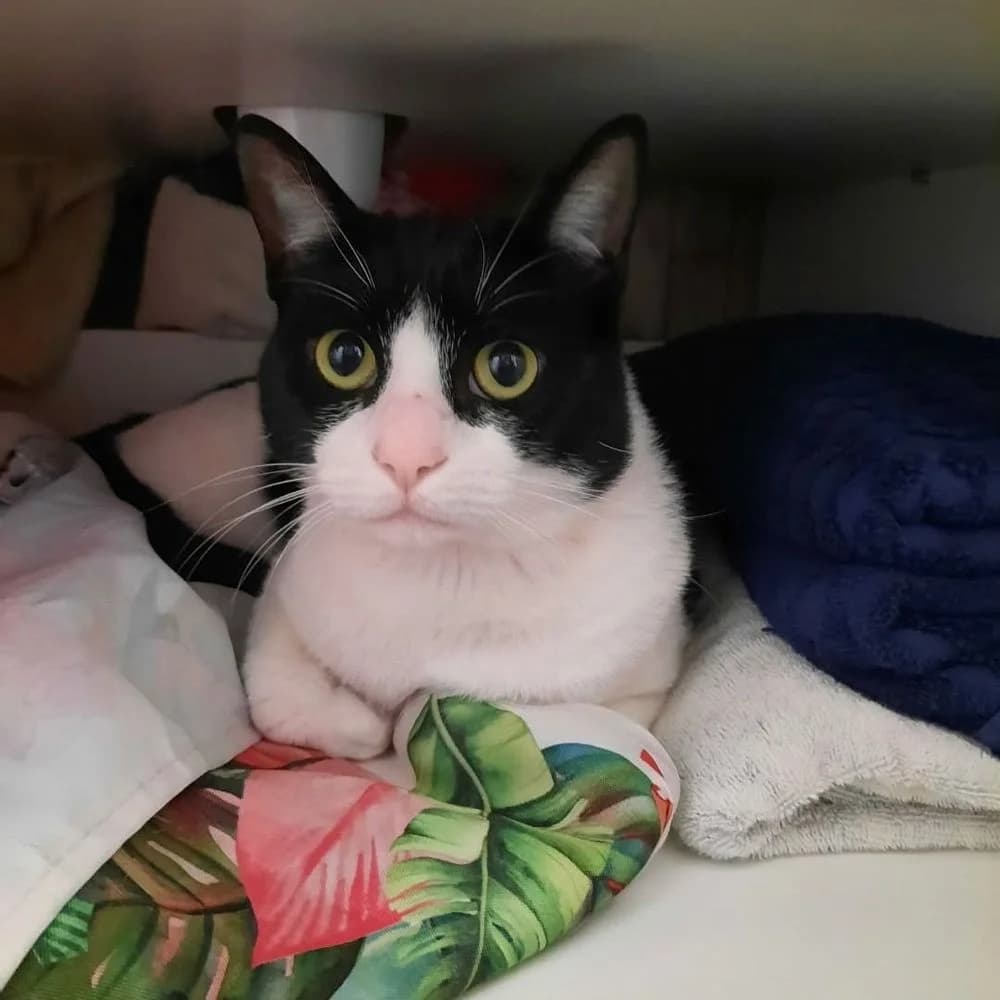 Kiko, male 3yo Mixed Breed for adoption at La Voie Féline, la voie feline