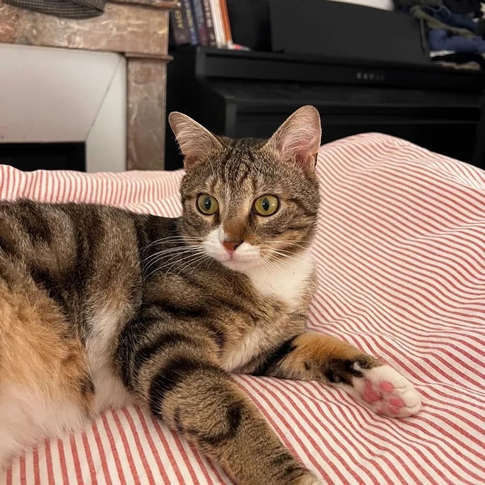 Looping, male young Mixed Breed for adoption at La Voie Féline, la voie feline