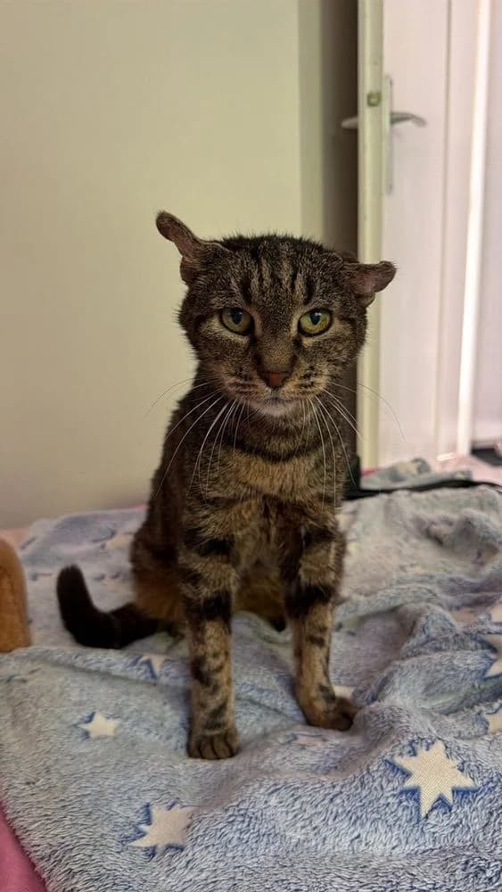 Mina, female senior Mixed Breed for adoption at La Voie Féline, la voie feline