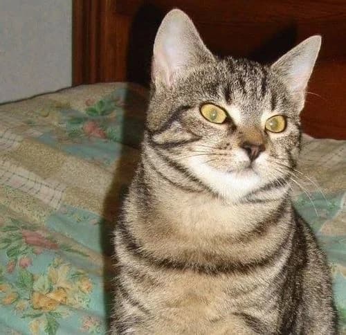 Mollie, female senior Mixed Breed for adoption at La Voie Féline, la voie feline