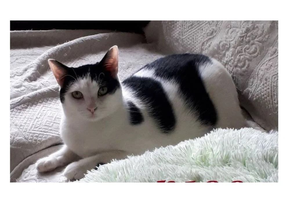 Kiss, female senior Mixed Breed for adoption at La Voie Féline, la voie feline