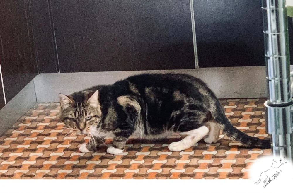 Cesar, male senior Mixed Breed for adoption at La Voie Féline, la voie feline