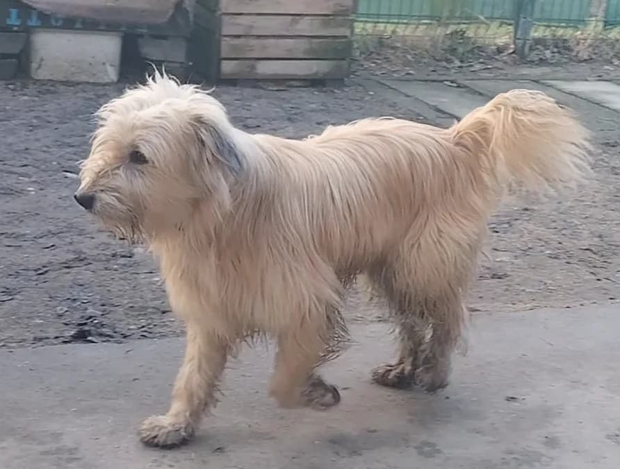 Nounours,  mixed breed for adoption at Refuge Laassi