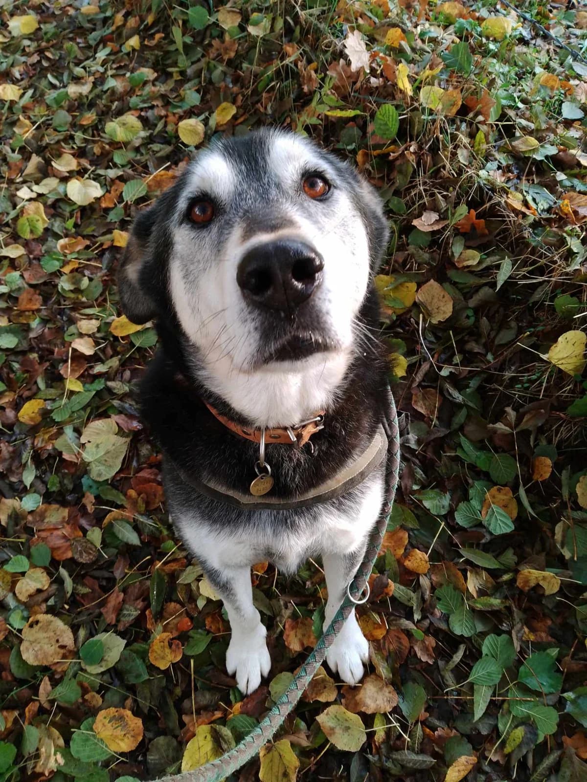 Louki,  Husky for adoption at Refuge Laassi