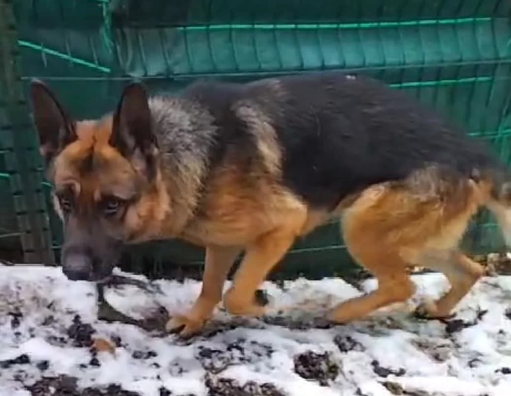 Roy,  German Shepherd for adoption at Refuge Laassi