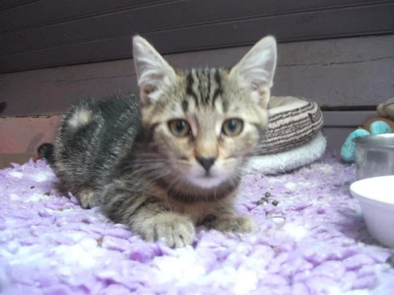 Yuka, Mixed Breed (La Grange aux Lapins)