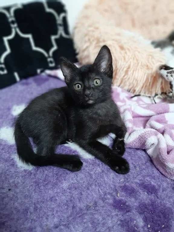 Spider, male 5yo European Shorthair for adoption at La Patte de l