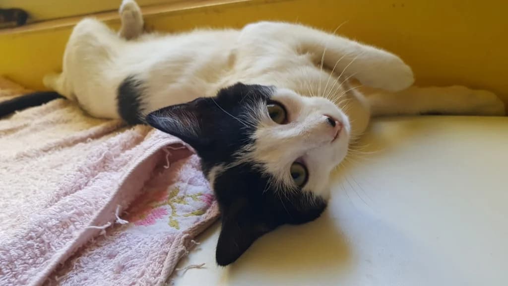 Symphonie, female 5yo European Shorthair for adoption at La Patte de l