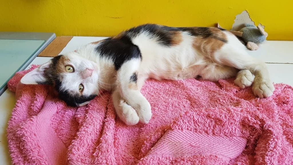 Savane, female 5yo European Shorthair for adoption at La Patte de l