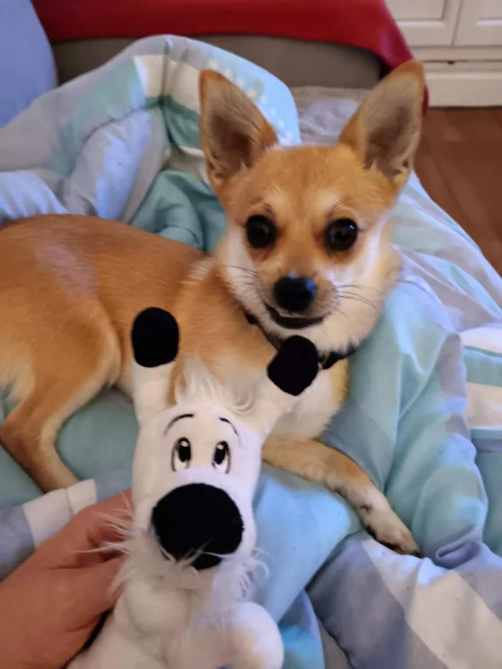 Pepita, female young Chihuahua for adoption at La Patte de l