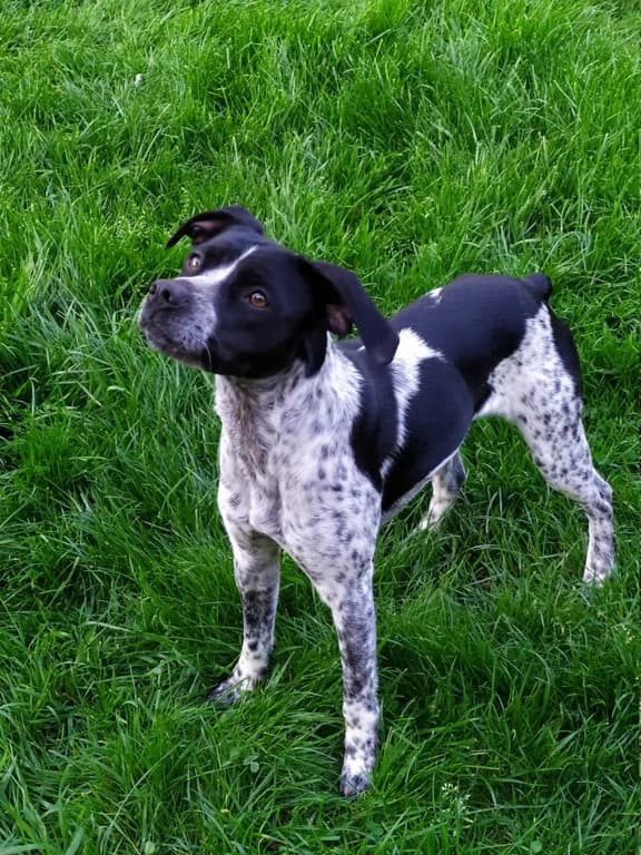 Apy, male young Mixed Breed for adoption at La Patte de l