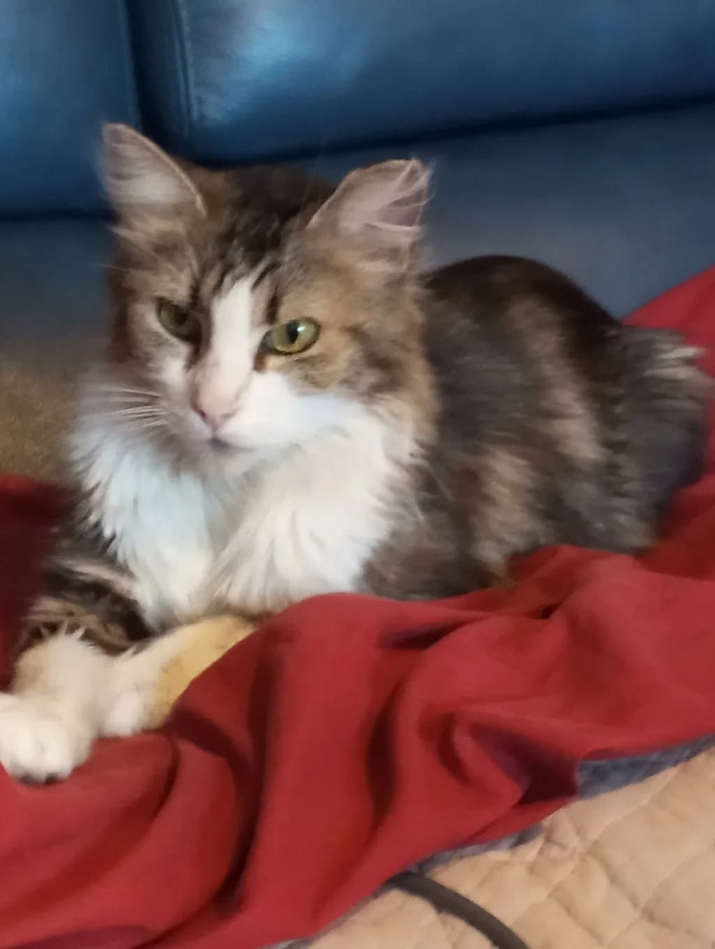 Luna,  3yo mixed breed for adoption at La Patte de l