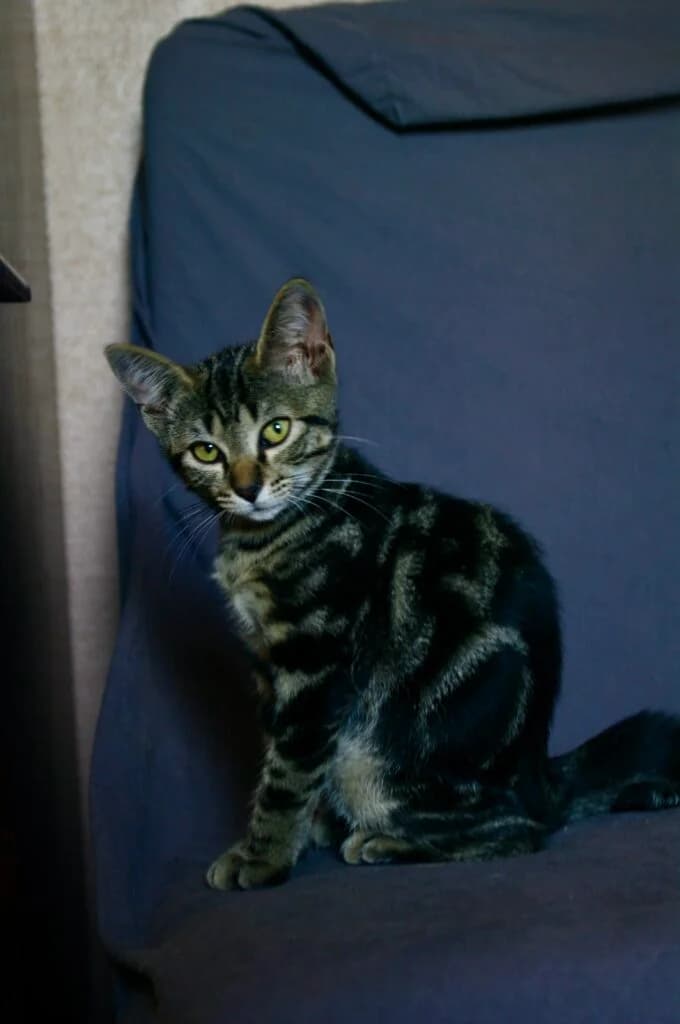 chatons orphelins,  Mixed Breed for adoption at L