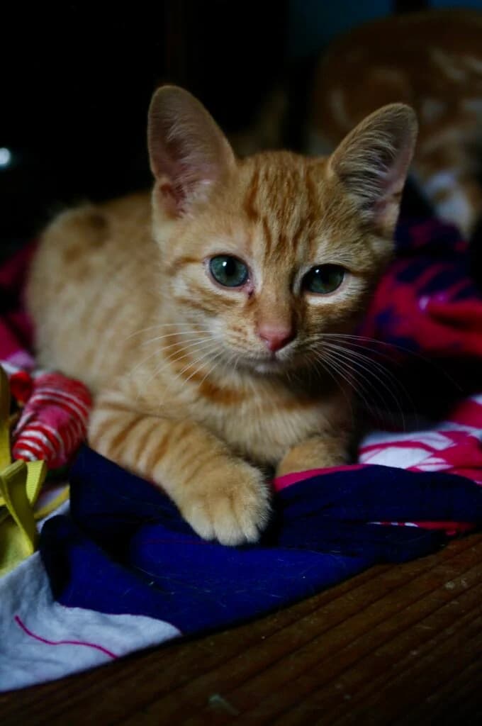 chatons orphelins, Mixed Breed (L)