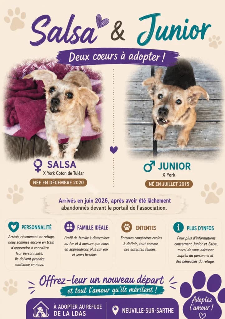 Junior, male Mixed Breed for adoption at LDAS 72