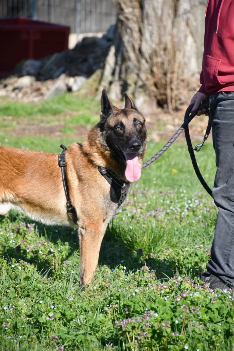 Maverick, male Mixed Breed for adoption at LDAS 72
