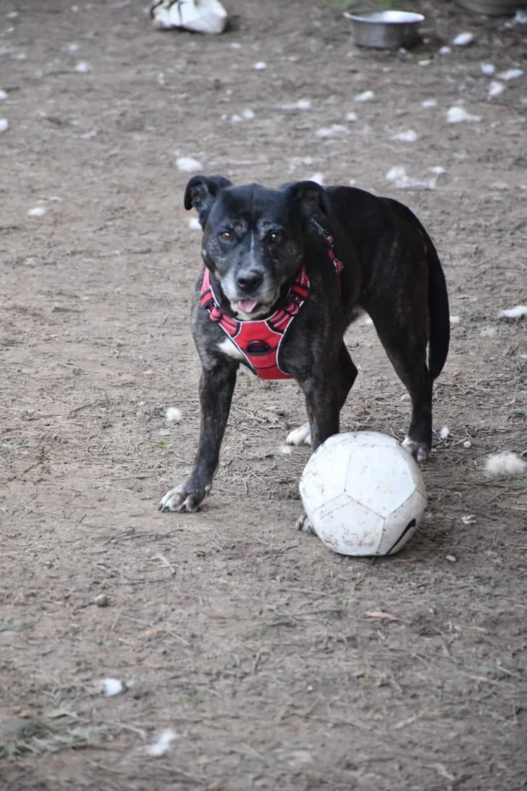 Star, male Mixed Breed for adoption at LDAS 72