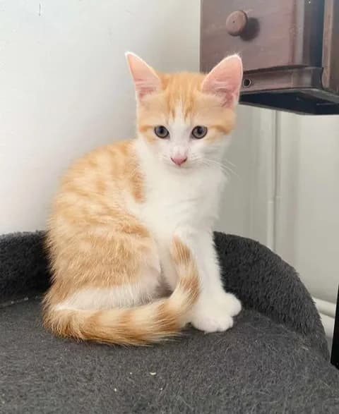Abricot, female senior Mixed Breed for adoption at Le Clan Fel Ain