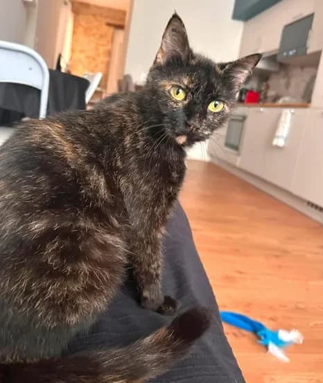 Aprilia, female Mixed Breed for adoption at Le Clan Fel Ain