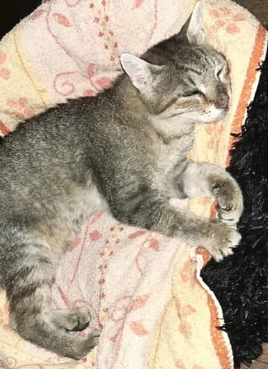 Bart, male Mixed Breed for adoption at Le Clan Fel Ain