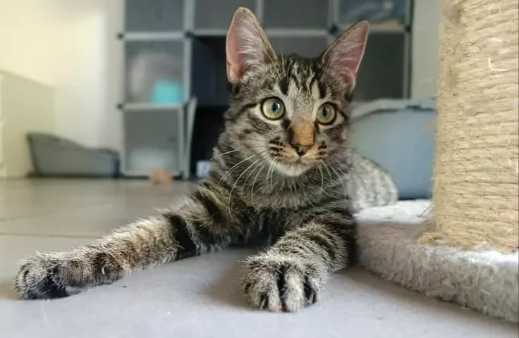 Becca, female Mixed Breed for adoption at Le Clan Fel Ain
