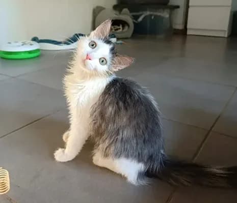 Becky, female Mixed Breed for adoption at Le Clan Fel Ain