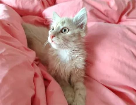 Bijou, female Mixed Breed for adoption at Le Clan Fel Ain
