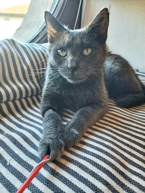 Brume, female Mixed Breed for adoption at Le Clan Fel Ain