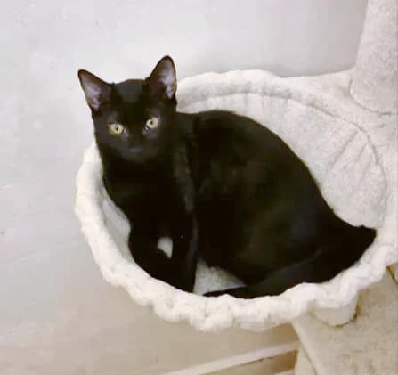Calypso, female Mixed Breed for adoption at Le Clan Fel Ain