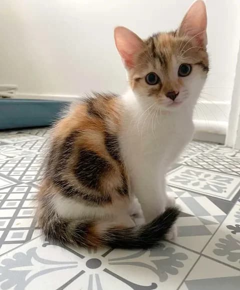 Clafoutis, female senior Mixed Breed for adoption at Le Clan Fel Ain