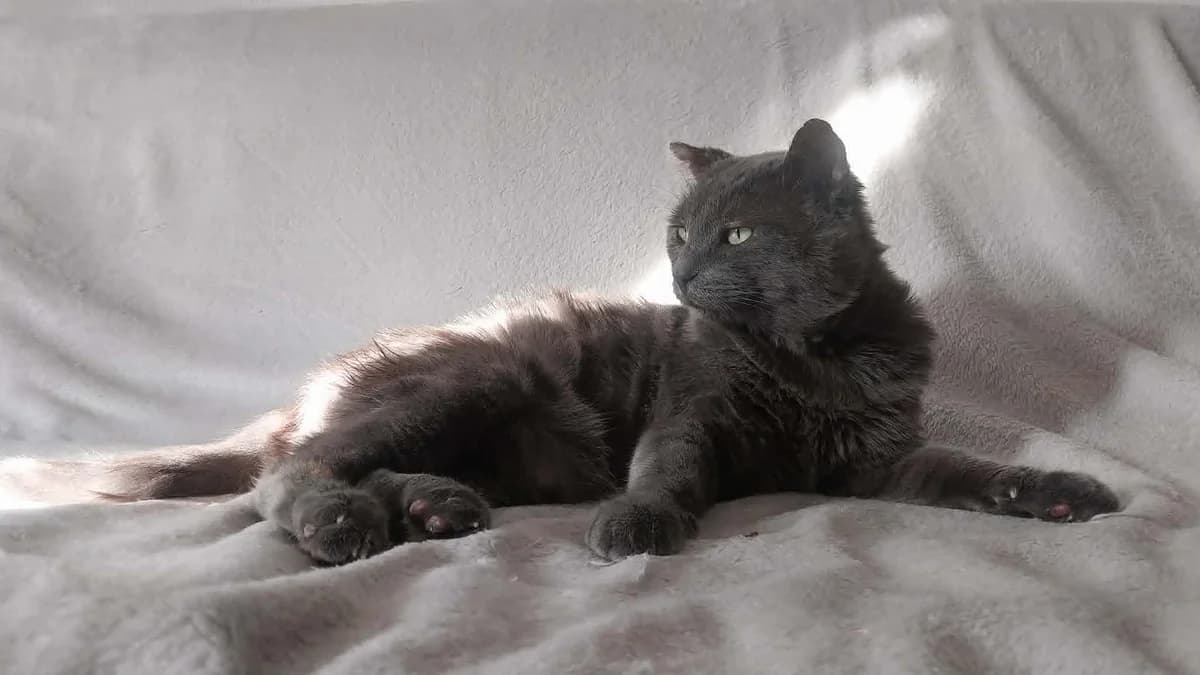 Ishan, male Mixed Breed for adoption at Le Clan Fel Ain